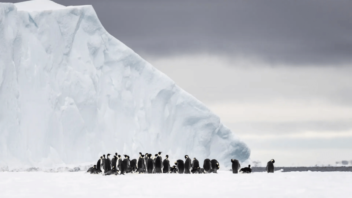 Pinguins