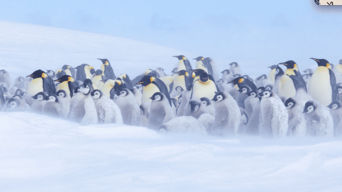 Uma viagem em busca dos Pinguins Imperadores no Mar de Weddell