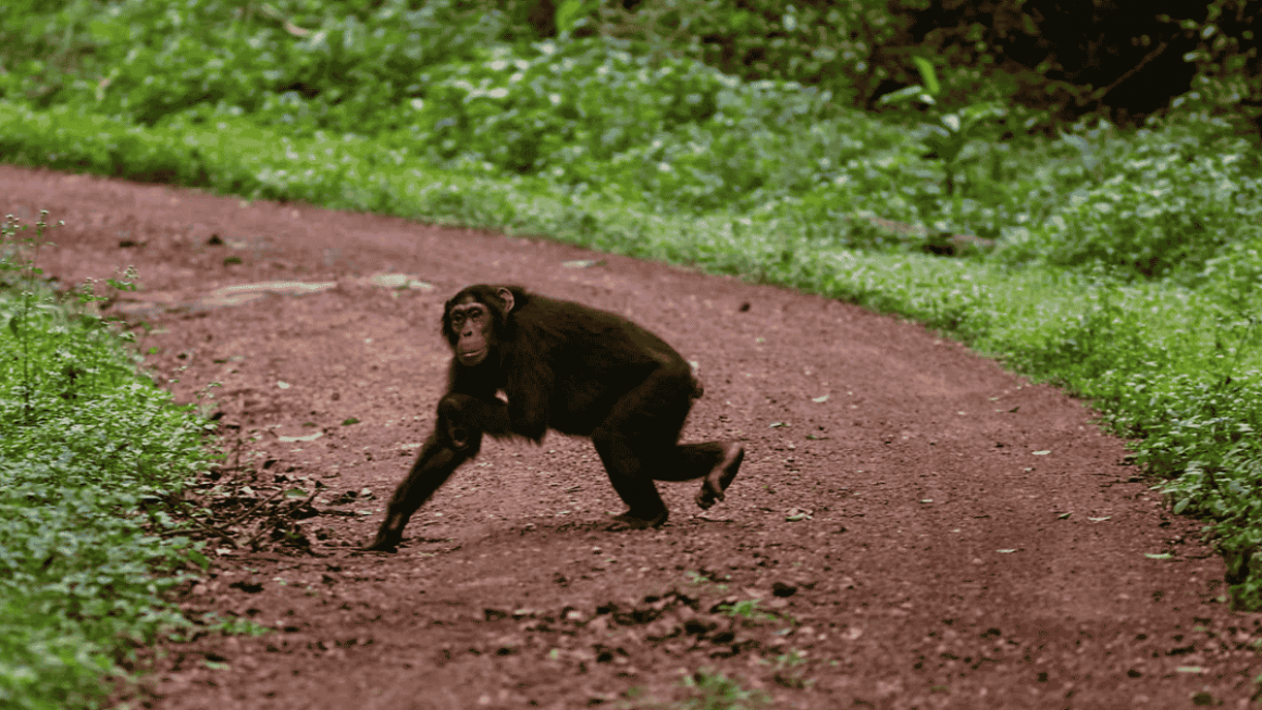 Uganda